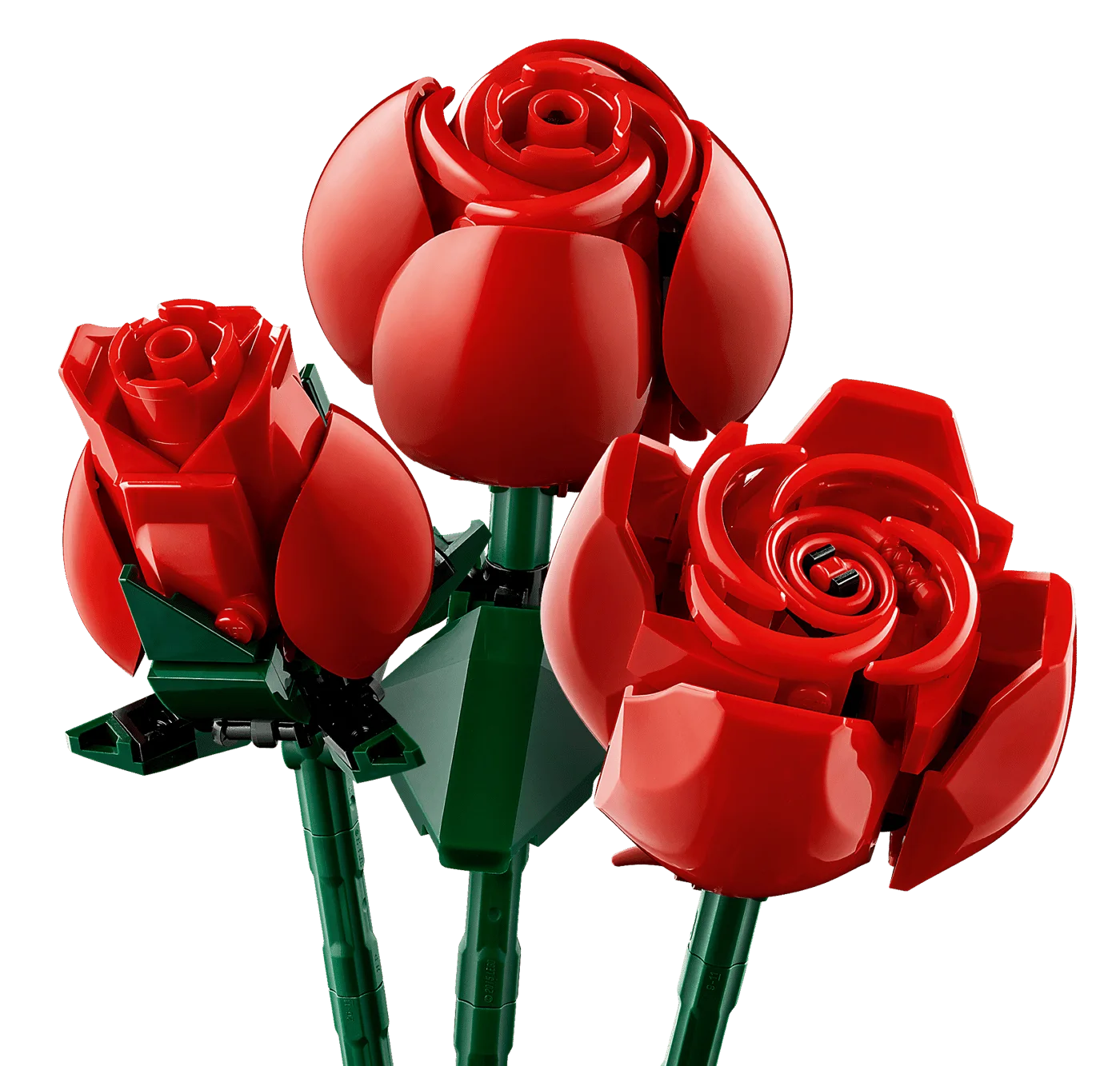 Rose heads showing three stages of flowering.