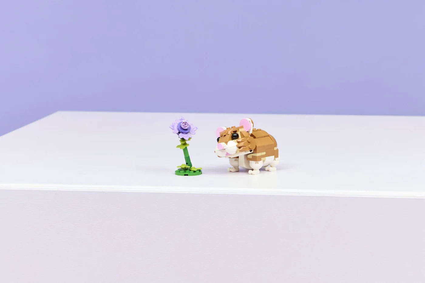 Hamster display scene on a clear surface.