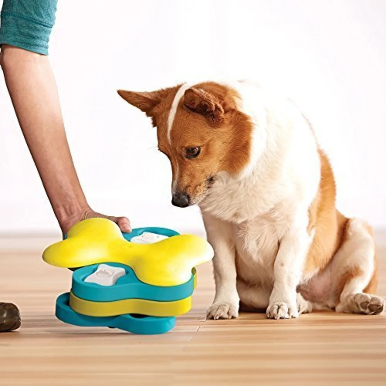Helping a dog learn the puzzle in a manufacturer photograph.