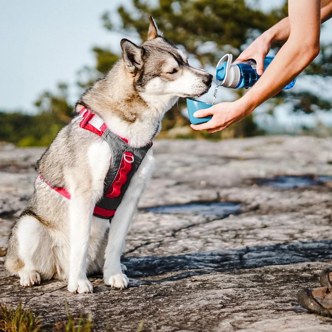 A dog drinking from the detached bowl beside the blue alternative-colour bottle.