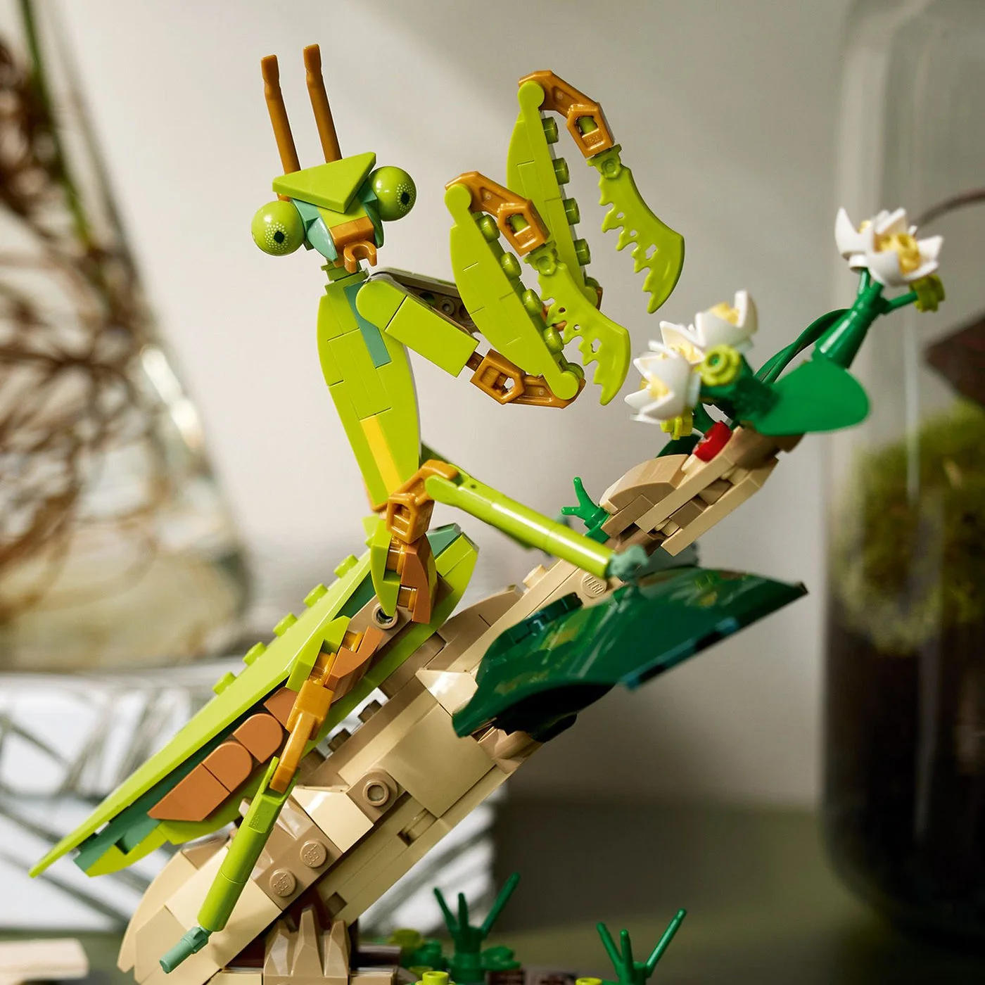 Chinese mantis displayed on its brick-built habitat.