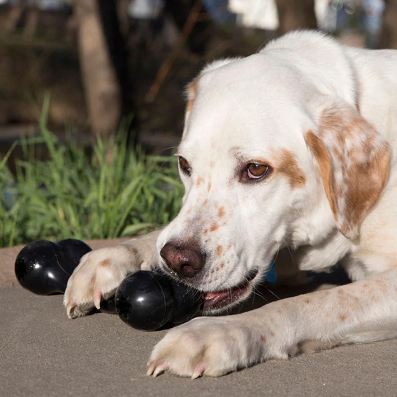 Manufacturer supervised-play illustration; photographed dog does not establish size suitability.