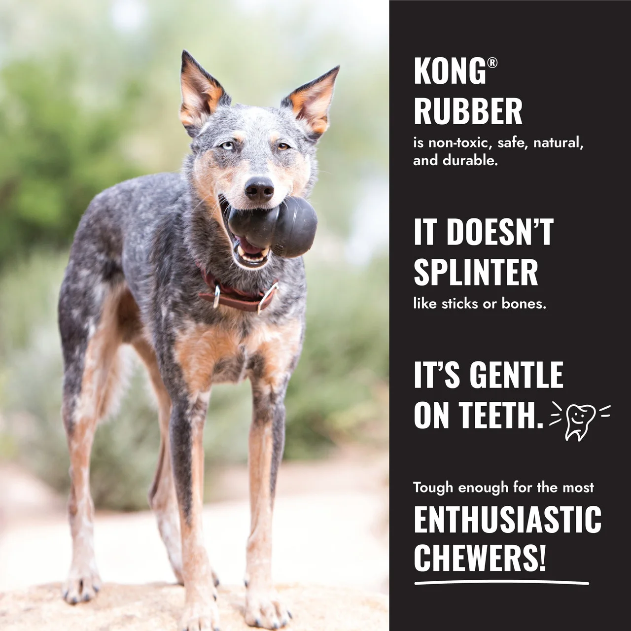 Manufacturer dog-in-use illustration; no indestructibility or dental result is independently verified.