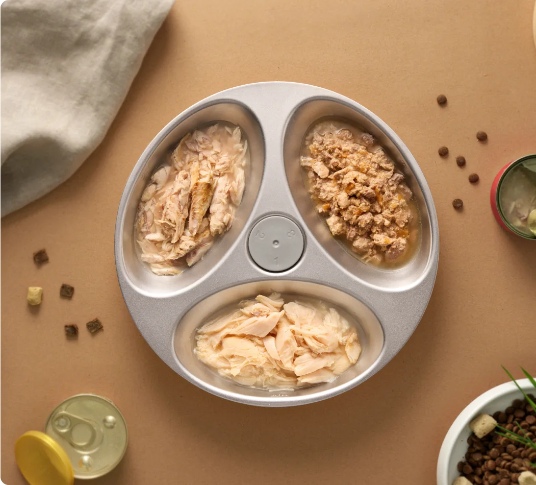 Three-compartment stainless steel food plate; meals are props.
