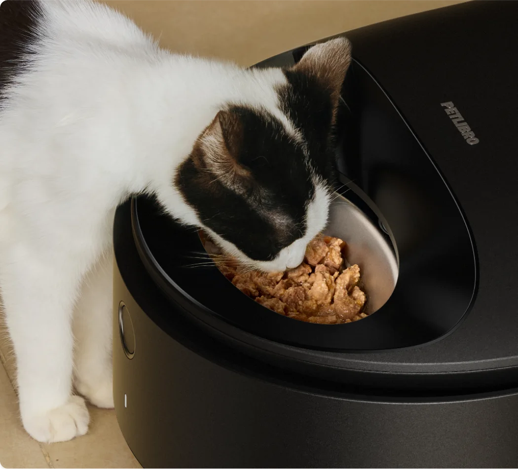 Cat approaching the black wet-food feeder in a staged scene.