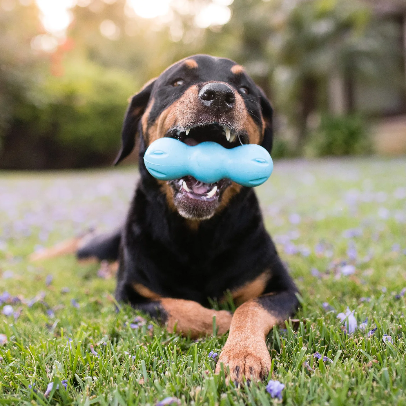Rumpus Aqua Blue — manufacturer dog-use scene, not a Findweave observation