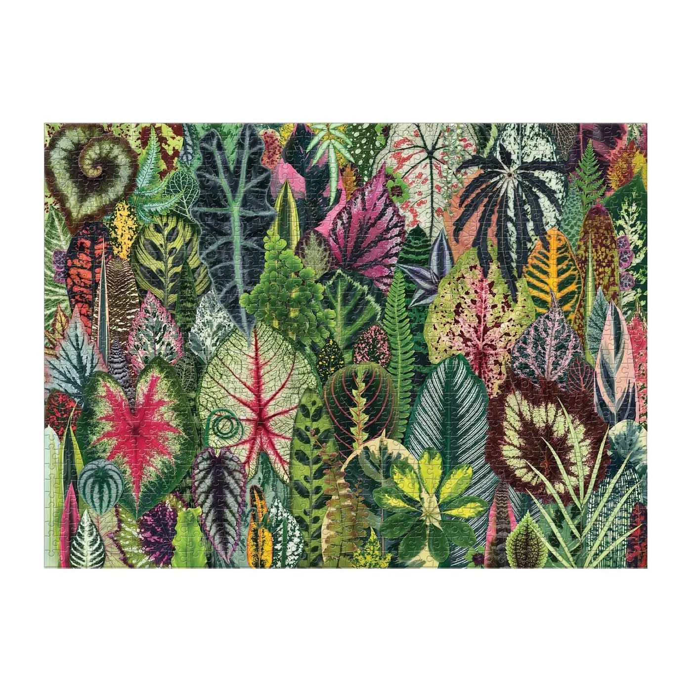Botanical artwork reference view