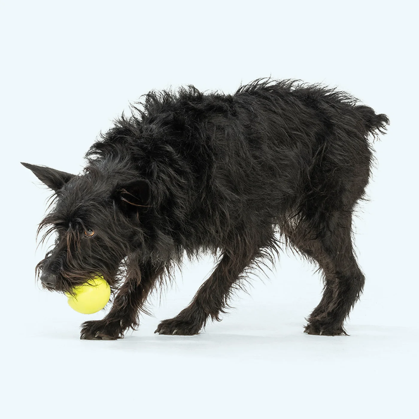 supervised dog play with alternative colour