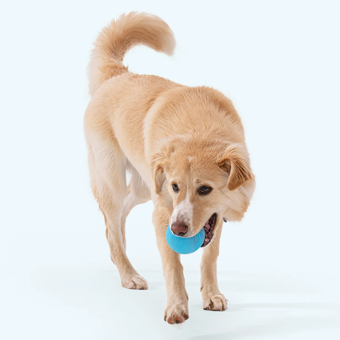 dog carrying Aqua Blue Jive; image does not establish exact ball size